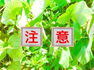 助成金・補助金を確認するときの注意点